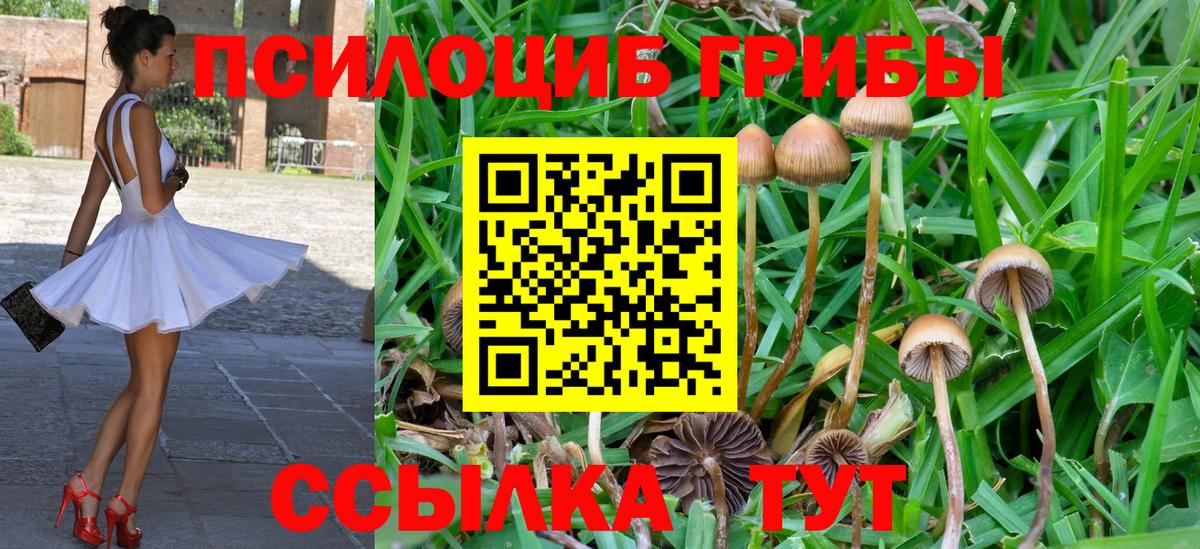 Асино  наркошоп  Вход с VPN  Галлюциногенные грибы Psilocybine cubensis 